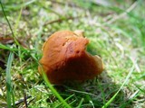 Descolea maculata image