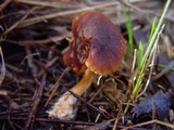 Descolea maculata image