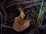 Descolea maculata image
