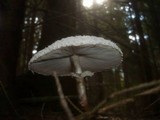 Leucoagaricus nympharum image