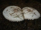 Leucoagaricus nympharum image
