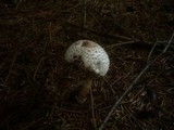 Leucoagaricus nympharum image
