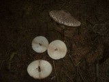 Chlorophyllum rachodes image