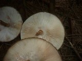 Chlorophyllum rachodes image