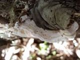 Byssomerulius corium image