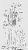 Galerina vexans image