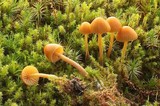 Galerina pumila image