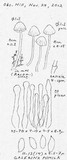 Galerina pumila image