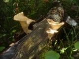 Panus conchatus image
