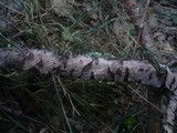 Peniophora quercina image