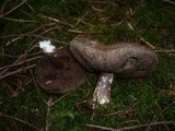 Tylopilus porphyrosporus image