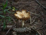 Cortinarius caperatus image