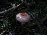Russula betularum image