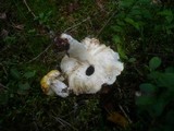 Russula claroflava image
