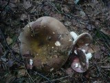 Russula clavipes image