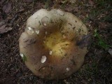 Russula clavipes image