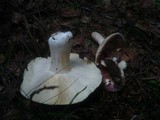 Russula clavipes image