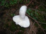 Russula cyanoxantha image