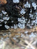 Badhamia utricularis image