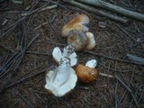 Russula decolorans image