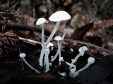 Hemimycena lactea image