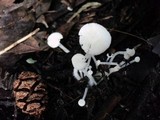 Hemimycena lactea image