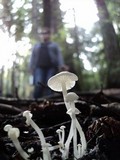 Hemimycena lactea image