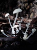 Hemimycena lactea image