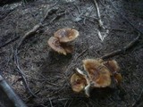 Russula foetens image