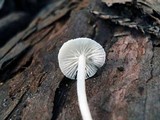 Hemimycena lactea image