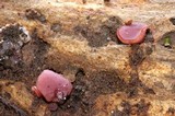 Ascocoryne sarcoides image