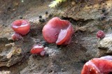 Ascocoryne sarcoides image