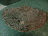Phellinus robiniae image