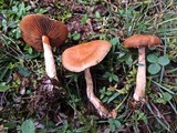 Cortinarius orellanus image
