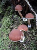 Psathyrella piluliformis image