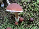 Psathyrella piluliformis image