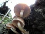 Psathyrella piluliformis image