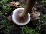 Psathyrella piluliformis image