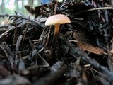 Xeromphalina cauticinalis image