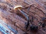Xeromphalina cauticinalis image