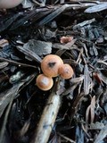 Xeromphalina cauticinalis image
