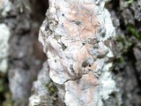 Dendrothele candida image