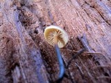 Xeromphalina cauticinalis image