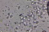 Cuphophyllus virgineus image