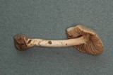 Inocybe inodora image