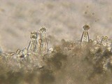 Inocybe inodora image