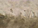 Inocybe inodora image