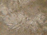 Inocybe inodora image