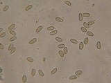 Inocybe inodora image