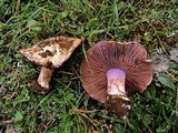 Cortinarius dibaphus image